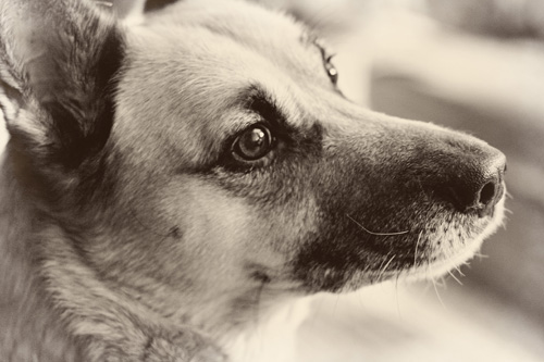 banshee1-copy1 banshee1-copy1